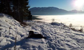 A dog lies in the snow, surrounded by an impressive mountain landscape. In the background, there are clouds and the sun, illuminating the sky.