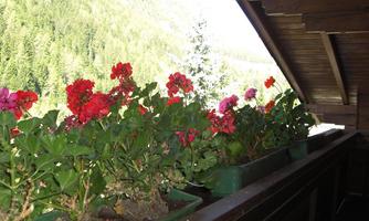 Blooming geraniums in green pots on a balcony. In the background, green mountains are visible.