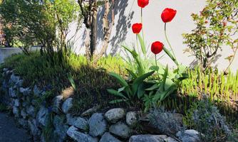 A flowerbed with red tulips grows against a stone wall. In the background, green plants and shrubs can be seen.