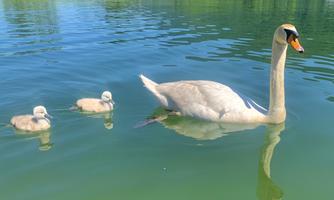 A swan swims in the calm water with two small cygnets. The surroundings are green and tranquil.