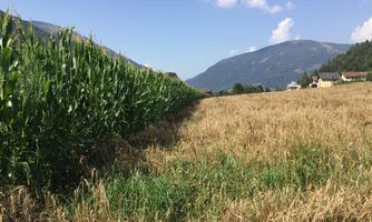 A field with tall corn plants on the left side and dry grass on the right side. In the background, there are gentle hills and a blue sky with some clouds.