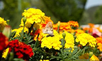 A beautiful flower garden with yellow and red flowers. A butterfly is sitting on one of the yellow blossoms.