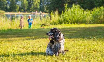 A dog is sitting on a green meadow, while in the background two children are playing. The surroundings are sunny and surrounded by trees.