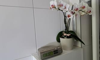 An orchid in a white pot is on a shelf. Next to it lies a digital clock with a green display.