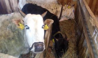 Three cows in a stable are standing calmly near hay. The cows have yellow ear tags and are well-groomed.