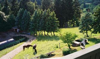 A green meadow with two horses, surrounded by tall trees. In the background, a barn and some chairs can be seen.