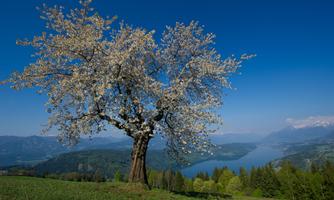 A blooming tree stands in a meadow overlooking a lake and mountains in the background. The sky is clear and blue.