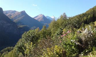 A beautiful mountain landscape with green trees and colorful flowers. Snow-capped peaks are visible in the background.