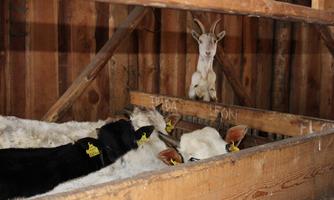 A group of cows and a goat in a barn. The animals are standing in a wooden feeding station.