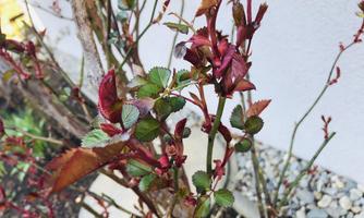 A bush with fresh, red and green leaves. The buds show signs of spring.