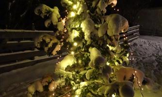 A festively decorated Christmas tree, surrounded by snow. The lights shine in the darkness of winter.