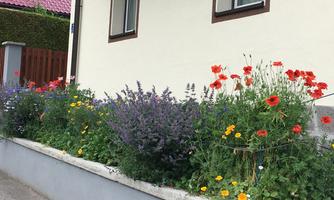 A blooming garden with colorful flowers, including poppies and lavender. The garden is laid out along a wall in front of a house.