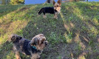 Two small dogs are standing on a green meadow next to a pond. In the background, trees and the clear sky are visible.
