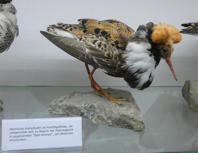 Vanni´s Vogelwelt