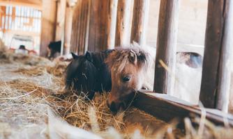 Two ponies are eating hay in a stable. The floor is covered with straw, and light is streaming through the wooden bars.