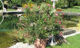 A beautiful garden with a pond and colorful flowers. In the center, there is a pot with blooming plants.