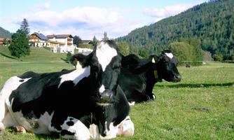Two black-and-white cows are lying on a green meadow. In the background, there are gentle hills and a farmhouse.