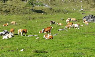 A peaceful meadow with many cows grazing and resting. The landscape is green and hilly.