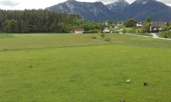 A vast, green meadow with some birds and an impressive mountain landscape in the background. The sky is cloudy and conveys a calm atmosphere.