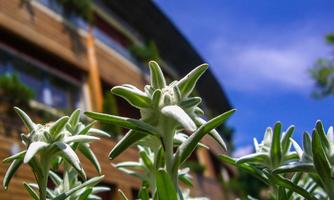 A close-up of edelweiss flowers with bright green leaves. In the background, a modern wooden building is visible.
