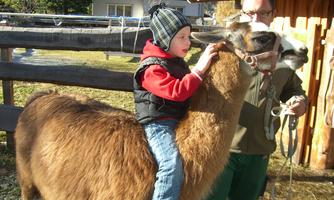 A child is sitting on a llama and smiling. An adult is holding the llama in the background.