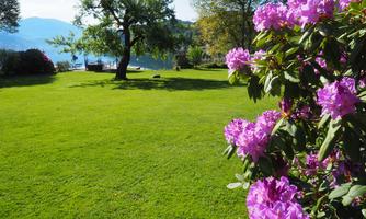 A beautiful garden with green grass and colorful, purple flowers. In the background, trees and a lake are visible.