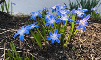 A group of blue flowers is blooming in the ground. The background is green with some grass and background plants.