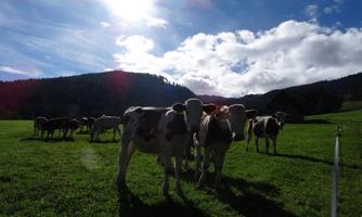 A group of cows is standing in a green meadow. In the background, there are hills and a blue sky with a few clouds.