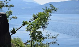 A tree leans over a calm lake, surrounded by mountains. The scene radiates tranquility and a connection to nature.