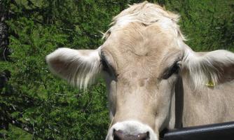 A cow curiously looks over a black barrier. In the background, green trees can be seen.