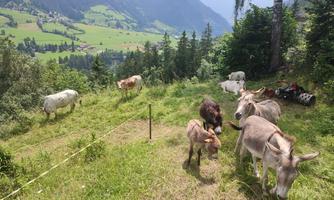 A picturesque mountain landscape with a meadow and various animals, such as cows and donkeys. In the background, green hills and forests can be seen.