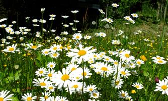 A field full of magnificent daisies with bright white petals and yellow centers. The green surroundings create a cheerful, natural atmosphere.