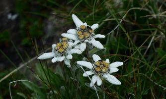 Edelweiss flowers with white petals and yellow centers grow in a green environment. They are widespread in the Alps and symbolize the alpine flora.