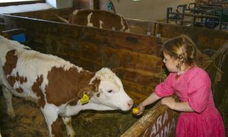 A girl is feeding a cow in a barn. The cow has spotless fur and the girl is wearing a pink dress.