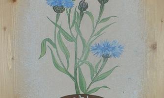 Ferienwohnung "Kornblume"