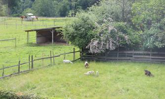 A green meadow with several goats grazing in the grass. In the background, a barn and other meadows can be seen.