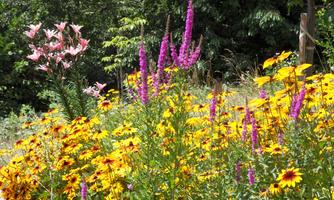A colorful flower garden with yellow, purple, and pink flowers. The flowers bloom abundantly in the sun.