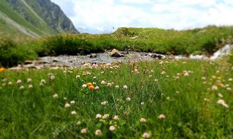 A picturesque meadow with colorful flowers and a small brook. In the background, gentle mountains and a clear sky are visible.
