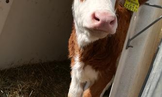 A young calf is curiously looking out of a barn. It has a brown and white coat pattern as well as ear tags.