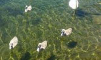 A family of swans is swimming in the clear water. The adult swan is surrounded by several cygnets.