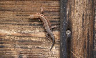 A small lizard is climbing along a wooden wall. The surface of the wood is rough and shows a warm color.