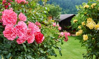 A beautiful garden with pink and yellow roses. In the background, a cozy wooden house and green hills can be seen.