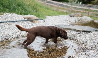 A brown dog stands in a shallow body of water made of pebbles. In the background, green trees and mountains can be seen.