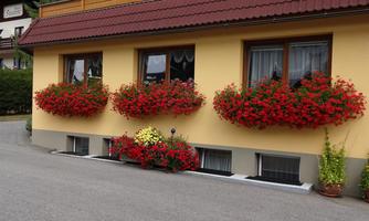 A charming house with a yellow facade and a red roof. The windows are adorned with blooming red geraniums and colorful plants at the entrance.