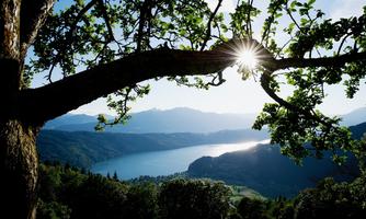 A beautiful view of a lake, surrounded by mountains and trees. The sun shines through the branches of a tree, creating a relaxing atmosphere.