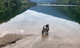 A dog stands in the shallow waters of a calm lake. In the background, green hills and a clear sky can be seen.