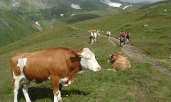 A picturesque mountain landscape with a group of cows in the pasture. In the background, hikers can be seen on a path.