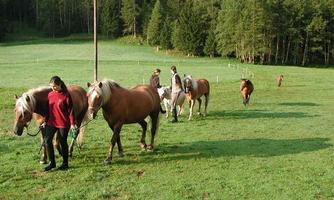 Two people are leading horses across a green meadow. In the background, trees and a peaceful landscape can be seen.