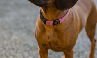 A brown dog with short legs and large ears is standing on a stone path. He is looking curiously at the camera.