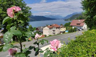 A picturesque view of a lake with gentle mountains in the background. In the foreground, pink roses are blooming and there are a few houses along the road.
